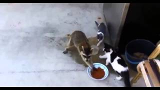 mapache le roba comida a gatos [upl. by Clorinde]