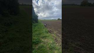 hundetraining schleppe niederwild ausbildung training spaßmithund jagdhund jagd gutezeit [upl. by Maggi]