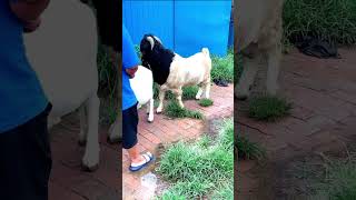 good enjoy short morning goats village life 150 [upl. by Mayap]