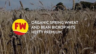 Harvest 24 Organic spring wheat and bean bicrop hits hefty premium [upl. by Ahsimaj]