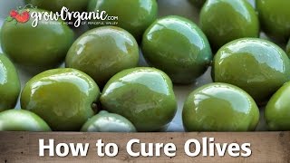 How to Cure and Preserve Your Own Olives [upl. by Alicul202]