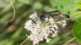 An Ammophila Female Provisions Her Nest With a Caterpillar [upl. by Gleda608]