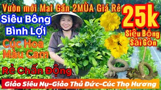 610☎️0342781087☎️🌲mai vàng giá rẻ🌲siêu bông sài gòn 25k🌲siêu bông bình lợi cúc thọ hương cúc cam🌲 [upl. by Berl]