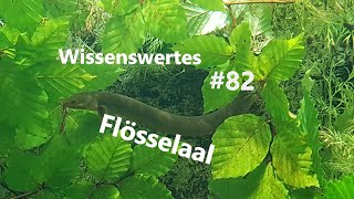 Der Flösselaal  Wissenswertes 82 [upl. by Oicnevuj]