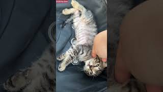 The kitten is enjoying its owners massage  Kitten  Shorts [upl. by Ahsinad]