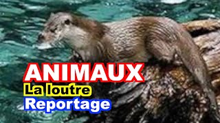 ANIMAUX  La loutre dEurope Lutra lutra [upl. by Shana]