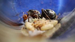 Myrmecocystus placdops queen Largest honeypot ant [upl. by Thurston]