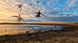 TINY SHEET WATER DUCK HUNT IN CANADA [upl. by Drarrej356]