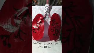 Lungs working model [upl. by Maise]