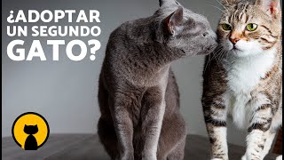 10 VENTAJAS y DESVENTAJAS de tener DOS GATOS 🐱🐱  ¿Cómo saber si ADOPTAR a otro GATO [upl. by Cristina]