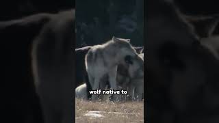 WOLF SPECIES wolf documentaries animals [upl. by Noskcire]