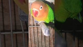 Comady funny beautiful love bird lovely Love parrots in world trinting birds parrotimages trint [upl. by Lramaj]