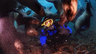 Scuba Diving with Sea Lions off Hornby Island [upl. by Alial663]