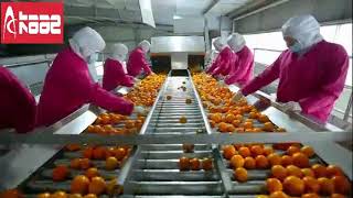 Orange concentrated juice processing line [upl. by Akcirre]