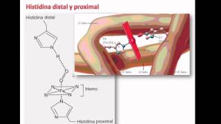 Origen y Estructura de la hemoglobina [upl. by Rama]