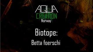 Biotope Betta foerschi [upl. by Ahsem785]