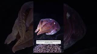 Oceanic Squid Interesting Facts You Didnt Knowshorts video ocean shortvideo  whalewildlife [upl. by Helas667]