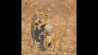 Leopards The encient enemy of baboons hindi shorts [upl. by Dabney]