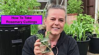 How To Take A Rosemary Cutting UK Herb Propagation [upl. by Werdnael715]