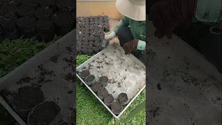 Prepare soil to propagate cutting bonsai garden pinterest shorts [upl. by Nayrb802]