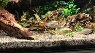 Feeding Laetacara Curviceps Dwarf Flag Cichlid Dwarf Flag Acara [upl. by Ayanaj]