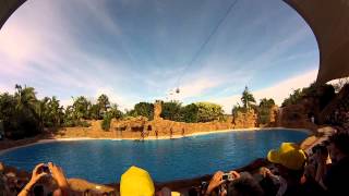 Dolphin Show  Loro Park Tenerife 081212 HD [upl. by Eihs]