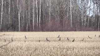 ОХОТА НА ТЕТЕРЕВА С ПОДХОДА НАШЕЛ МЕСТО ОХОТЫ НА ЛОСЯ БОЛЬШИЕ СТАИ ПТИЦ БЕГАЮЩИЕ ЗАЙЦЫ [upl. by Aytac]