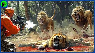 How Do South African Hunters Hunt Millions Of Lions  Farming Documentary [upl. by Truk]