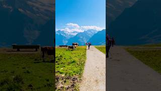 Cowbells sound song music love newsong lovesong mountains swissmountain travel indiandish [upl. by Levey]