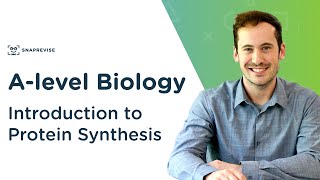 Introduction to Protein Synthesis  Alevel Biology  OCR AQA Edexcel [upl. by Morrison]