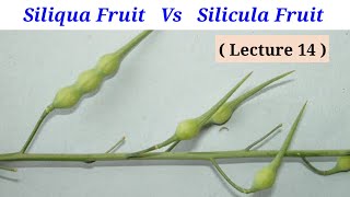 Difference Between Siliqua Fruit And Silicula Fruit Lecture 14 In HindiUrdu [upl. by Aluino972]