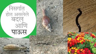 निसर्गात होणारे बदल आणि पाऊस Hammer head Slug snailflowersrain [upl. by Okiron624]