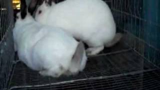 Successful Rabbit Breeding [upl. by Enirolf281]