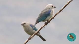 🐦Canto del Azulejo ComúnBluegray Tanager  Thraupis episcopus [upl. by Mela]