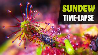 SUNDEW Carnivorous Plant Growing Time Lapse 180 Days [upl. by Pickard]