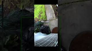 Thief Disguised as Trash Bag Steals Package [upl. by Esoryram]