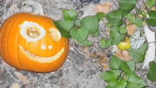 Decomposing JackOLantern in Compost Heap Timelapse [upl. by Asiulana]