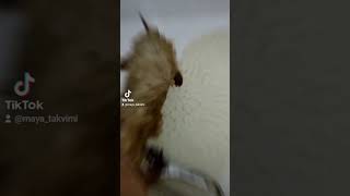 maya puppy pets köpek dogs cute doglife shortvideo animalshorts poodle [upl. by Land]