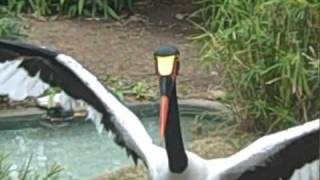 Lily the Saddle Billed Stork [upl. by Amatruda]