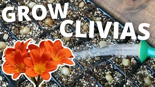 5 Easy Steps to Grow Clivias from Seed shorts [upl. by Esta770]