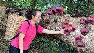 Harvesting MOC NHI mushrooms to preserve over winter and cook [upl. by Anahgem735]