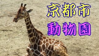 京都市動物園の動物達です。 [upl. by Camellia]