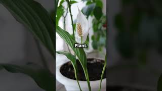 Amazing Benefits of Indoor Plants for Your Home 🌿 HolisticHealth2024 [upl. by Cordell]