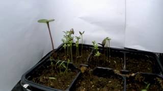 Growing plants Timelapse [upl. by Cathi]