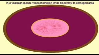 AP2 EXAM 1 VASCULAR SPASM [upl. by Nreval333]