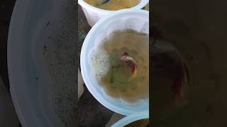 Betta Fish Breeding Tips🤯bettafish bettabreeding viralshorts viral ytshorts shorts [upl. by Ymereg868]