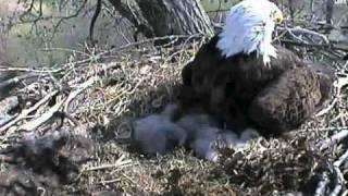 Adler in Decorah Iowa USAApril132011avi [upl. by Scornik725]