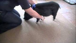 Conditioning Pig To Harness 1 [upl. by Akem697]