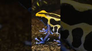 The Poisonous Dart Frog  More than eye candy animals [upl. by Aihsele]