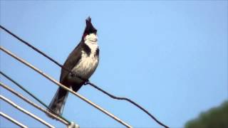 Redwhiskered bulbul Pycnonotus jocosus with calling sound [upl. by Ahsemrac]